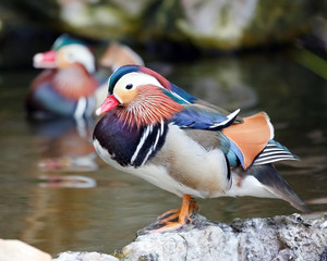 mandarin duck