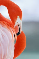 Keuken foto achterwand Flamingo flamingo