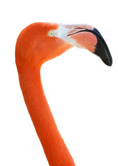 Fototapeta premium flamingo isolated