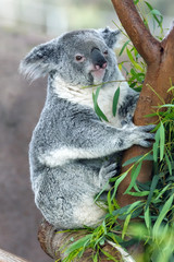 Fototapeta premium koala