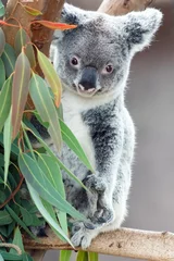 Rideaux tamisants Koala koala