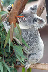 koala