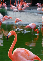 flamingo