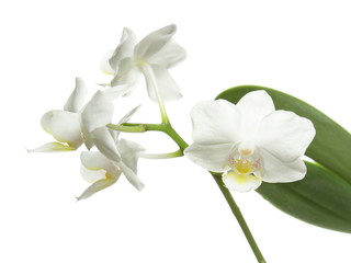 Naklejka na ściany i meble White orchid on white