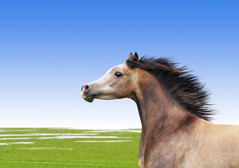 Obraz premium Frühling.Pferd.