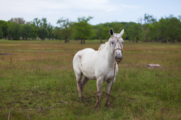 Horses at gaucho festival, Argentina