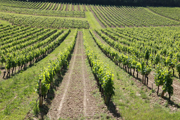 Rows of vines