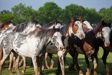 Obraz premium Horses at gaucho festival, Argentina