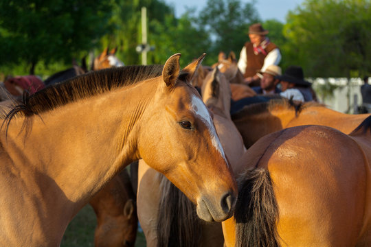 Horses At Gaucho Festival, Argentina