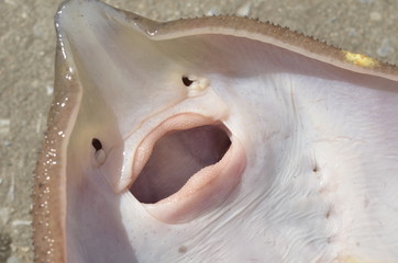 stingray scate closeup teeth
