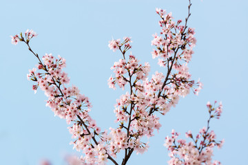 sakura tree