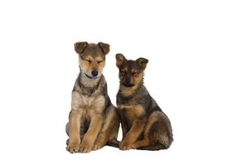 Fototapeta premium two homeless puppy
