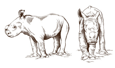 Cute baby rhino sketches