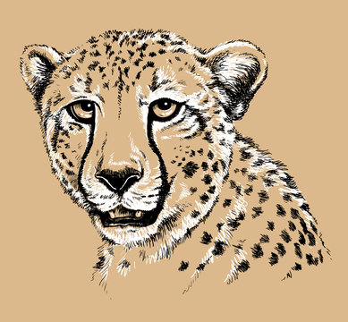 Sketch of a Cheetah's face