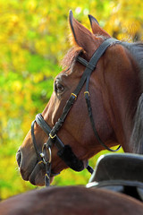 Thoroughbred race horse portrait