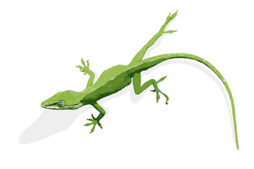 Anolis Echse grün