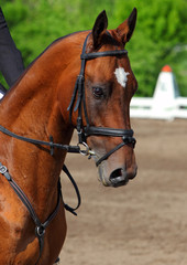 Obraz premium Thoroughbred race horse portrait