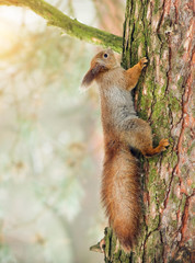 Red squirrel