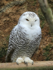 chouette harfang des neiges perchée