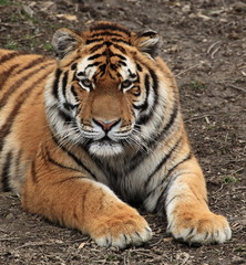 regard du tigre du bengale