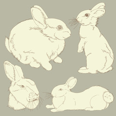 set of rabbits