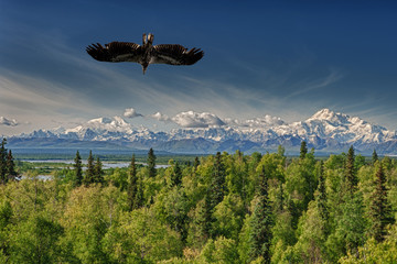 Isolated Eagle flying over blue sky in Alaska near McKinley