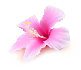 Naklejka na ściany i meble Hibiscus tropical flower vector illustration