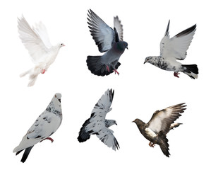 isolated on white six doves