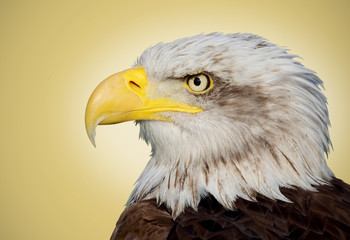 Picture of a bald eagle on a brown background