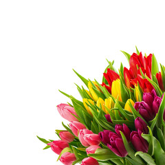 floral border of fresh multicolor tulip flowers