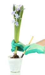 Beautiful hyacinth in flowerpot and gardener's hand (conceptual