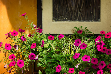 Bougainvillea flowers near abandoned window