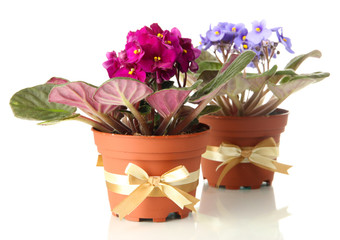 Bright saintpaulias in flowerpots, isolated on white
