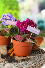 Bright saintpaulias and garden tools on natural background