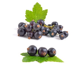 Johannisbeeren
