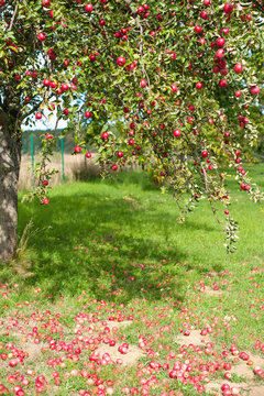 Apple tree