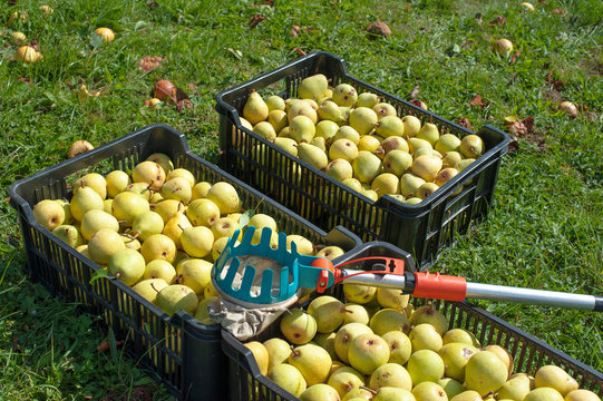 Fruit Picker And Pears