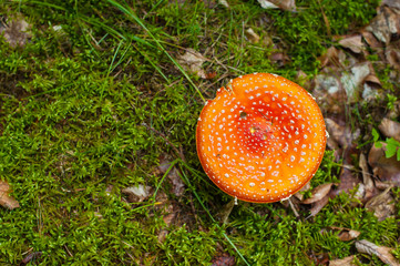 Amanita from above