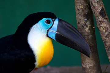 toucan © DreanA