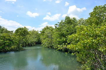 Fototapeta premium Mangrove forests