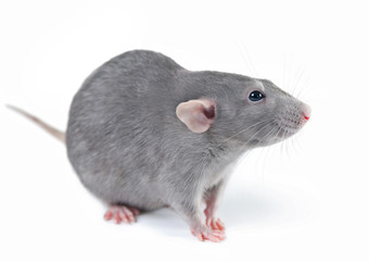 Funny rat on white background