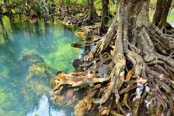 Fototapeta premium Mangrove forests