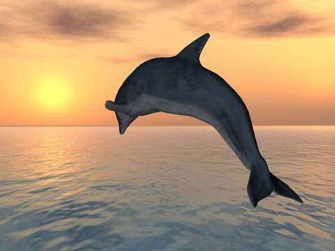 Springender Delfin