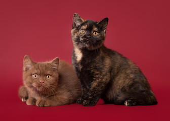 two british kittens on dark red background