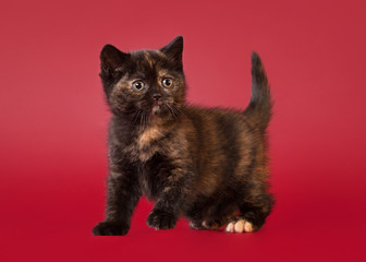 british cat on dark red background