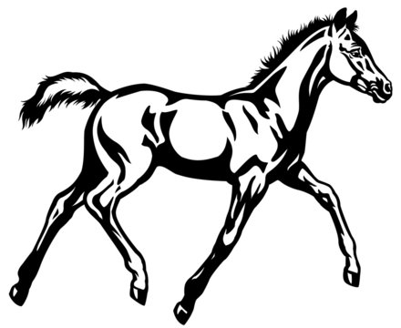 foal black white
