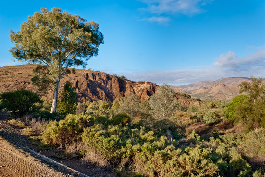 South Australia, Flinders Ranges, Parachilna