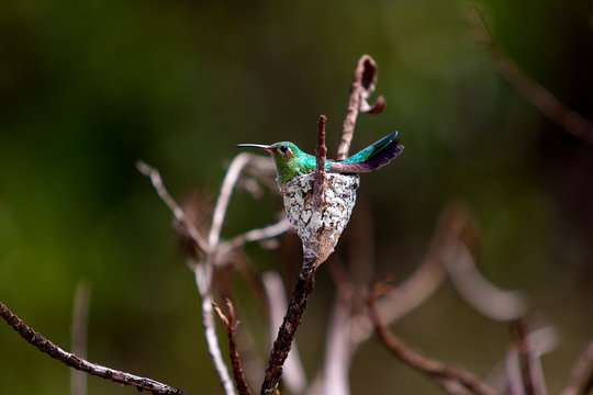 oiseau colibri dans son nid