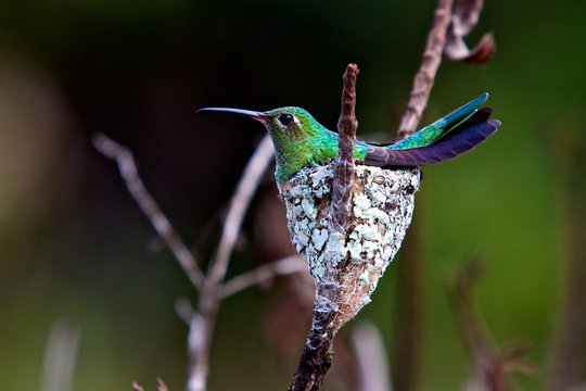 oiseau colibri dans son nid