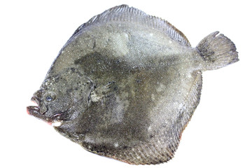 turbot